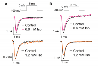 Effect of isoflurane (Iso) on Na+ currents from HEK293T cells transfected with human Nav1.1 and held at -100mV (A) or -70mV (B). Effect of isoflurane (Iso) on Na+ currents from HEK293T cells transfected with human Nav1.1 and held at -100mV (A) or -70mV (B).