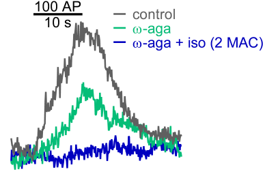 Fluorescence traces of a single bouton from a neuron transfected with vGlut-pHluorin. w-Aga blocked P/Q-type mediated exoctytosis; 2 MAC isoflurane inhibited residual N-type mediated exocytosis. Fluorescence traces of a single bouton from a neuron transfected with vGlut-pHluorin. w-Aga blocked P/Q-type mediated exoctytosis; 2 MAC isoflurane inhibited residual N-type mediated exocytosis.