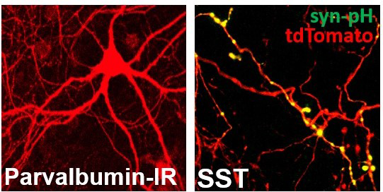 PV+ neuron identified by immunoreactivity (left). SST+ axon, transfected with syn-pH (yellow) in SST::Ai14 cultures (right).