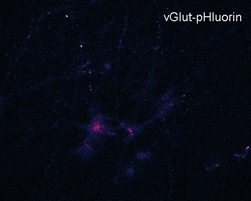Rat hippocampal neurons (14 DIV) transfected with vGlut-pHluorin during electrical stimulation [50 action potentials at 50 Hz (open circle)