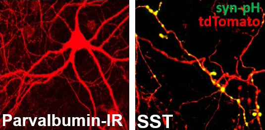 PV+ neuron identified by immunoreactivity (left). SST+ axon, transfected with syn-pH (yellow) in SST::Ai14 cultures (right).