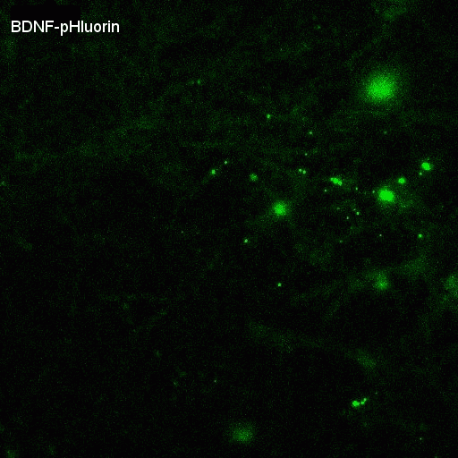 Video of rat hippocampal neurons (14DIV) showing asynchronous exocytosis of BDNF-pHluorin during theta-burst stimulation. Duration of stimulation indicated by closed circle.